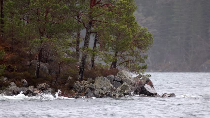 Waves crash against cliffs with pine trees in 120fps slow motion. Unique western Norwegian nature in winter