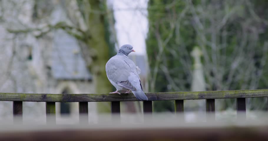 Close up shot of a wild gray blue pigeon bird sitting on a wooden boundary before flying off in Thetford cemetery in Thetford, Norfolk, UK at daytime.