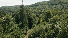 Aerial view with FPV racing drone flying through a small gap in between spruce trees descending very close above a railway track on an old railway bridge and a winding road. LuPa Creative.