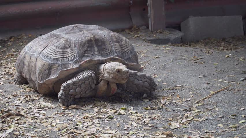 Insects Flying around a Large Tortoise Relaxing Under the Barn Shade