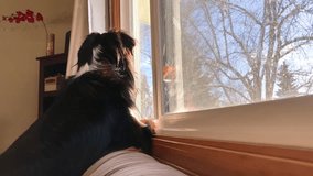 A Mini Australian Shepherd eagerly looks out the window on a sunny day. Moves head around and barks at the end of the clip.