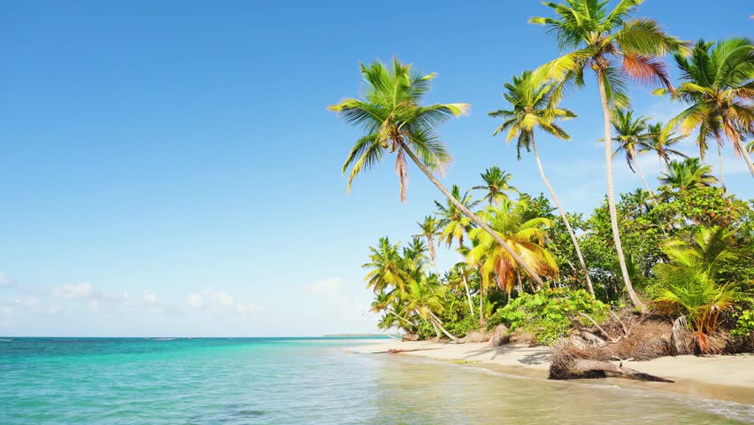 Vibrant coconut trees on a sunny beach with turquoise sea on the paradise island of Jamaica. Deserted island with palms on a hot summer day. Tropical vacation on an idyllic beach paradise. Royalty-Free Stock Footage #1100621279