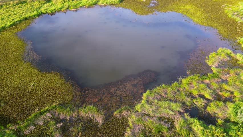 Aerial rotation view the pond near wetland with green lush plant
