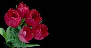 Beautiful bouquet of red tulips on black background, close-up. Holiday bouquet. Wedding backdrop, Valentine's Day concept. 4K video with place for text