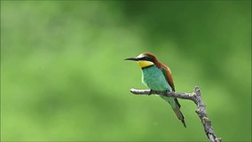 A European Bee-eater (Merops apiaster) sitting on a branch, cleaning its feathers and stretching. Video of a colourful exotic bird with a green background behind it. 