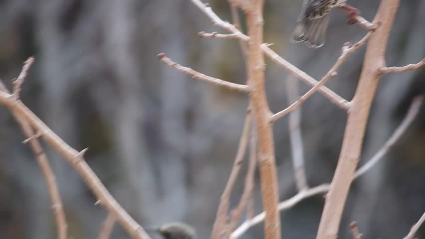 Common Starling  (Sturnus vulgaris) bird