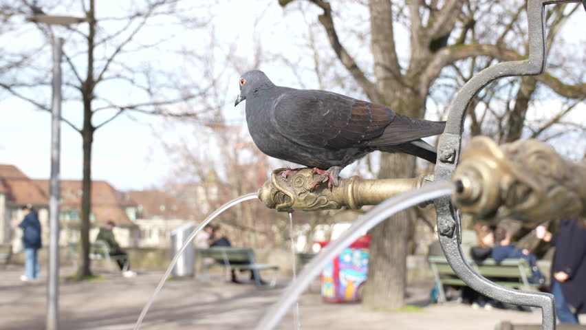 Pigeon drinking from a water fountain in Zürich, Switzerland. 