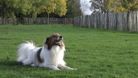 Sheltie dog barking and wagging tail while lying on grass at dog park in Antwerp in 4k slow motion video