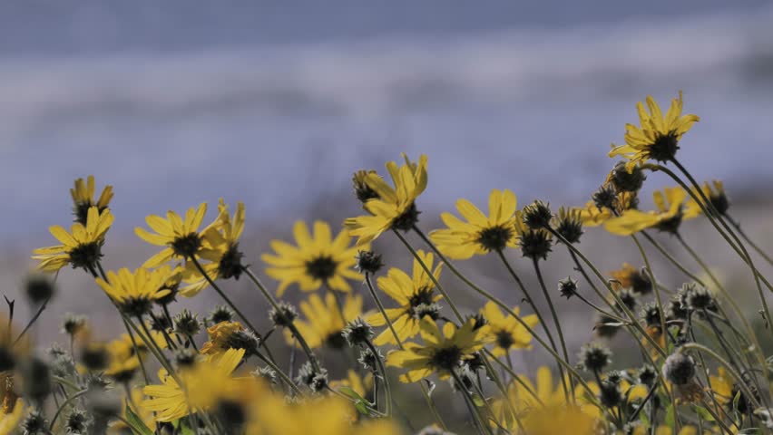 In late winter and early spring, many flowering plants appear on the coast of California.