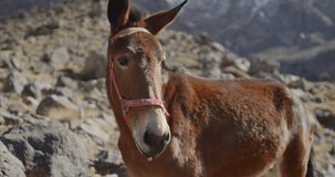 Donkey on a rocky mountain with the wind blowing as he seems unfazed and looks directly at the camera with a sense of intelligence and curiosity