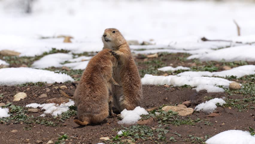 Prairie dog couple hug and kiss while their pup hangs out nearby