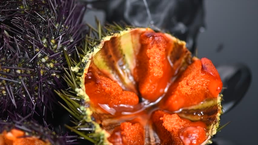 Sea Urchin rotating over black background, close-up. Fresh spiny sea urchins with ice delicatessen food. Traditional Mediterranean delicatessen. Close up. Slow motion