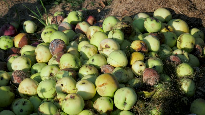 Spoiled food. Collecting rotten apples pears in garden at summer. Pour fruit to compost heap or landfill. Poor ecology and weather spoil the fruit harvest Royalty-Free Stock Footage #1100643721