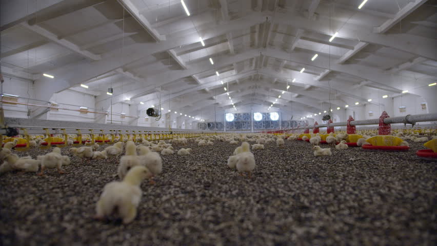 Indoors chicken farm, chicken feeding Royalty-Free Stock Footage #1100644047