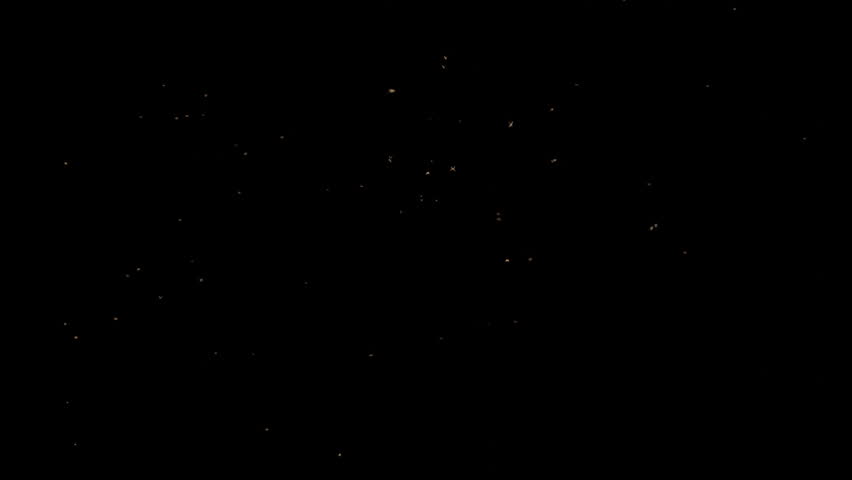 Butterflies moths and flies isolated on black background, Motion overlay backdrop for cinematic effect in Full HD. 3D Illustration