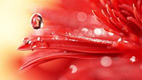 Super slow motion of falling drop of water on colored gerbera blossom. Filmed on high speed cinema camera, 1000 fps. Macro shot. - Powered by Shutterstock - Get 15% off with code: PIKWIZARD15
