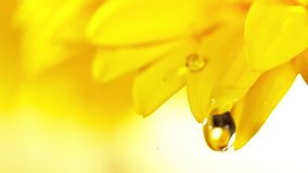 Super slow motion of falling drop of water on colored gerbera blossom. Filmed on high speed cinema camera, 1000 fps. Macro shot. - Powered by Shutterstock - Get 15% off with code: PIKWIZARD15