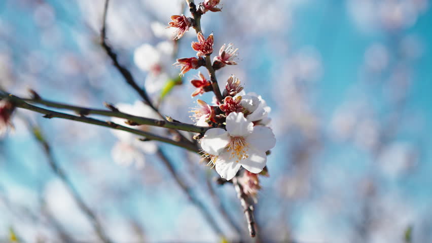 Beautiful almond white and pink color tree flower for spring season