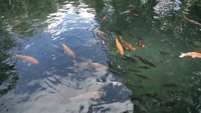 koi fishes in the Balinese pond footage