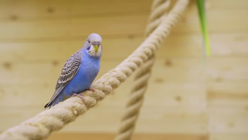 A budgerigar sits on a rope in a petting zoo. The world of birds and animals.