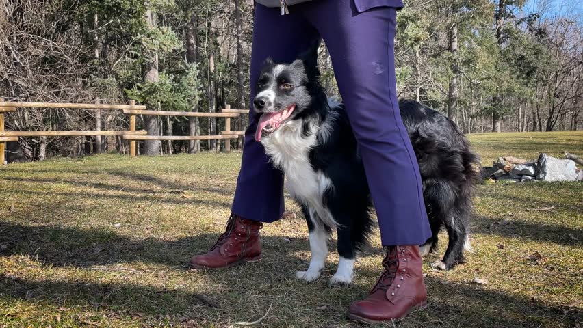 A beautiful border collie puppy is posing between the owner