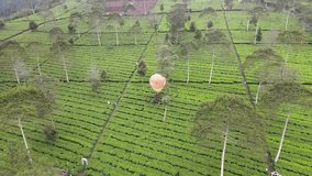 Wonosobo,Indonesia,february 18 2023.

Tambi tea garden is so green, it looks so neat,
 the view from above is surrounded by several
 trees and mountains and hills,
 so many tourists attend it.

aerial
