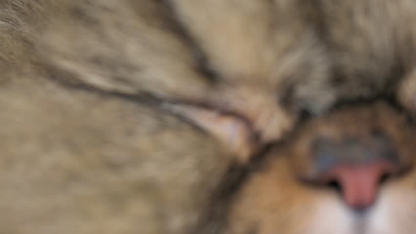 Closeup of a beatiful yellow eye of a persian cat