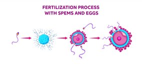 fertilization process with sperm and eggs, Scientific Designing of Fertilization Process. Sperm And Ovum Fusion.