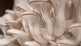4K Time Lapse of Oyster mushrooms growing - close-up. Healthy ECO food. Edible mushroom grow on Bio farm. Food production business.