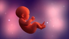 Human Fetus in womb, Human Baby Fetus Inside Of A Womb. Unborn Baby in the Womb Science And Healthcare video.