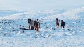 Icelandic Horses Snow Winter Mountain Peak Domestic Rural Animal Pure Nature Iceland Frozen North Landscape Snow Covered Meadow Ice Cold Temperature 