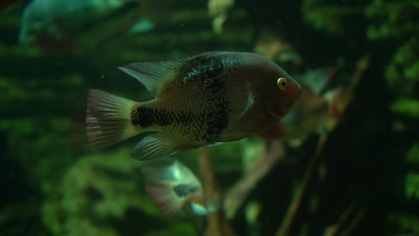 Vieja maculicauda or Blackbelt Cichlid fish in aquarium. | Shutterstock HD Video #1100659961