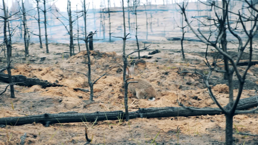 Burnt-out woodland with a rabbit sniffing around | Shutterstock HD Video #1100661545