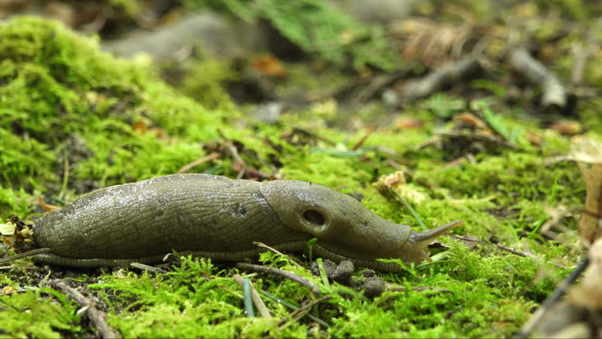 Close-up of shiny slug slowly moving along the mossy forest ground.