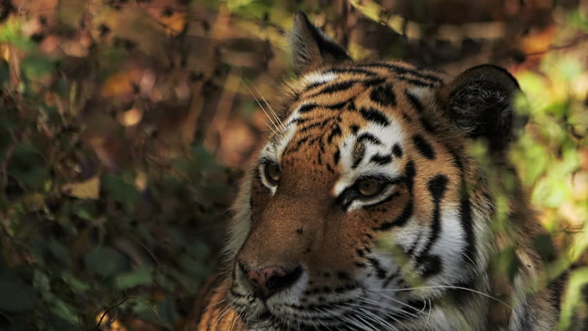 Slow motion. The Amur tiger resting in the autumn forest. A species listed in the Red Book | Shutterstock HD Video #1100663019