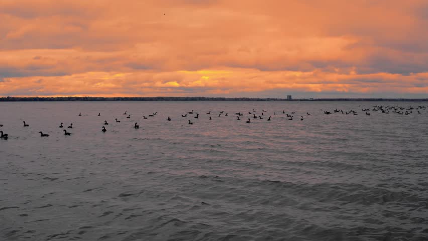 Geese take off on lake during sunset