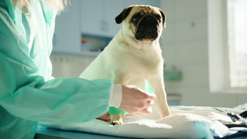 The veterinarian puts a knee brace on the pug's right leg and pets it. High quality 4k footage Royalty-Free Stock Footage #1100668231