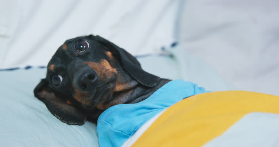 Dachshund with big eyes looks around waiting for owner in cozy bed. Domestic dog covered with yellow blanket looks terrified and horrified | Shutterstock HD Video #1100669259