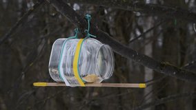 Wild Eurasian blue tit and Great tit birds with yellow feathers eats seeds from bird feeder made from plastic bottle. Selective focus. Real time video. Recycled materials theme.