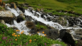 Video of Altai river Yarlyamry. The stream is surrounded by alpine forb meadows. Located on Kuray mountain range. Siberia, Russia.