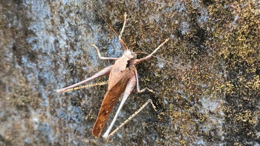 A large brown bush cricket insect perched on a wall, captured with a closeup panning shot