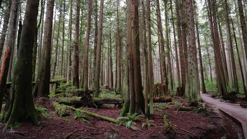 Pacific Northwest, Pacific Spirit Regional Park in Vancouver, British Columbia (BC) Beautiful forest trees clip Royalty-Free Stock Footage #1100672699