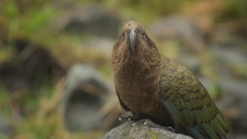 Curious looking Kea Parrot native to New Zealand perched on rock, slowmo