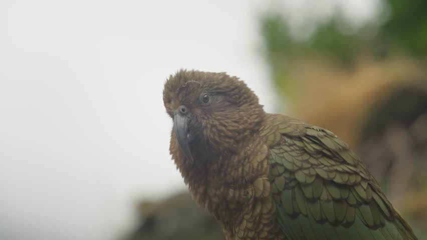 Cute Kea Bird Parrot with curved sharp beak, New Zealand