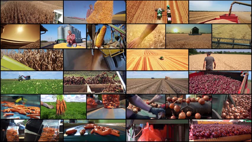 Global Agricultural Production and Agri-Food Trade. Cereal Grain Harvesting Season. Vegetable Packing House. Bulk Carrier Ship Loading At Grain Terminal. Onion Harvest. Carrot Harvest. Royalty-Free Stock Footage #1100677155