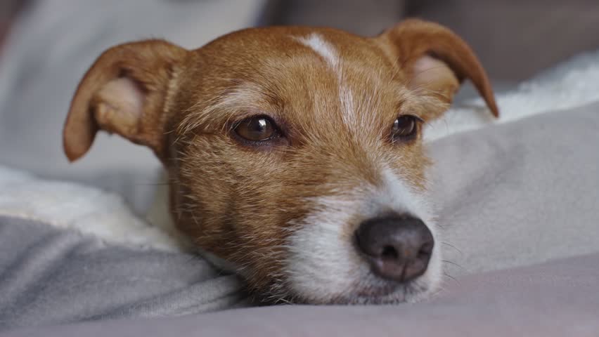 Close up portrait of cute dog lying on sofa and looking at window. Bored lonely pet sleeping at home. Royalty-Free Stock Footage #1100677579