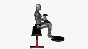 Seated calf raises dumbbell on knee fitness exercise workout animation male muscle highlight demonstration at 4K resolution 60 fps crisp quality for websites, apps, blogs, social media etc.