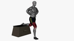 bulgarian split squat bodyweight right fitness exercise workout animation male muscle highlight demonstration at 4K resolution 60 fps crisp quality for websites, apps, blogs, social media etc.