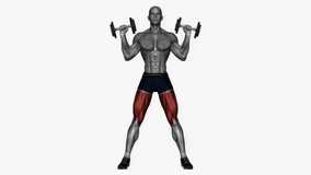 front squats dumbbell over shoulders fitness exercise workout animation male muscle highlight demonstration at 4K resolution 60 fps crisp quality for websites, apps, blogs, social media etc.