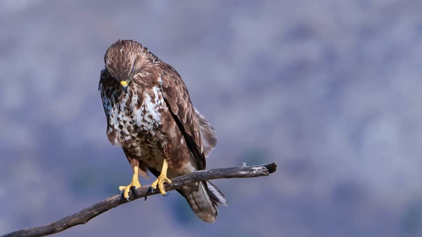 Common Buzzard (Buteo buteo) perched on a branch and screaming.